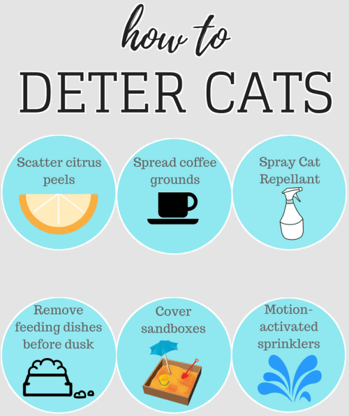 deter cats