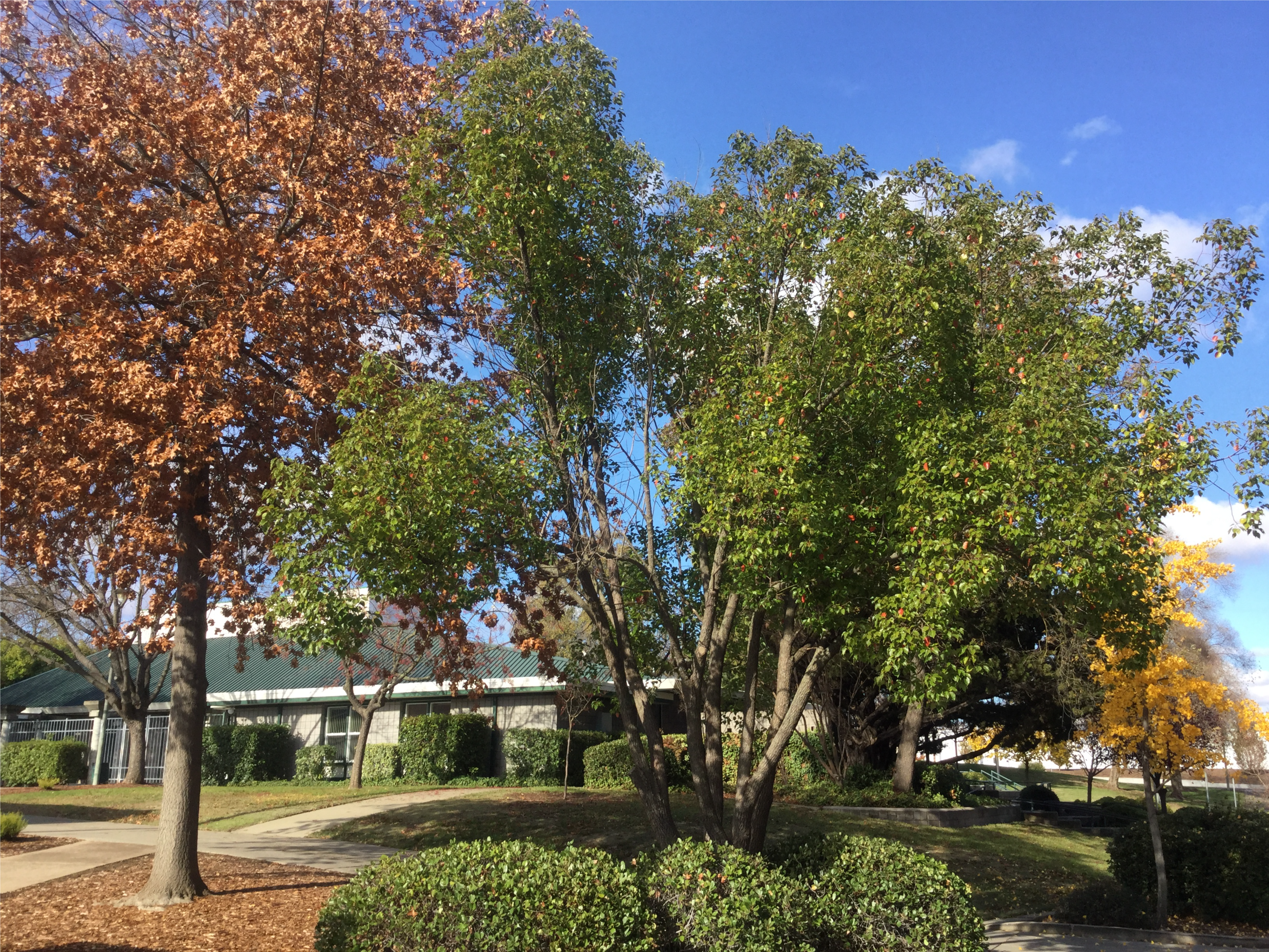 1. Tree trimming