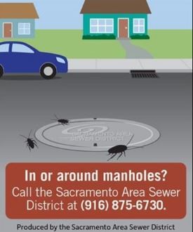 SASD Cockroach Infographic 4