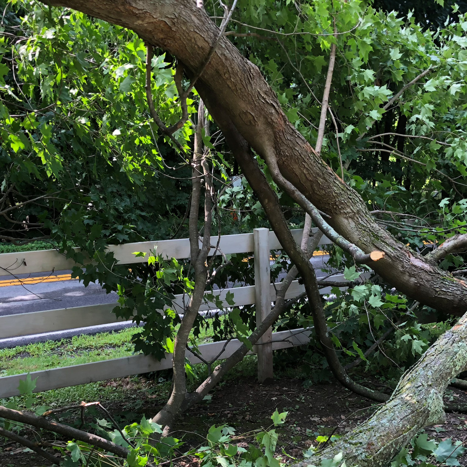 fallen tree